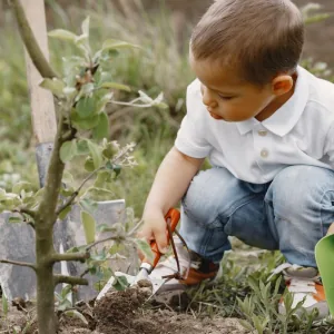 Un enfant jardine au potager